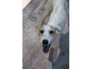 DIANA 2 ANNI 15 KG