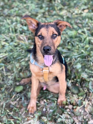 DARIUS, cucciolo mix PASTORINO dall'anima gentile. - Foto 6