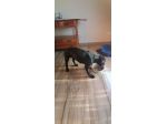 AMERICAN PITBULL TERRIER