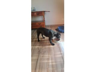 AMERICAN PITBULL TERRIER