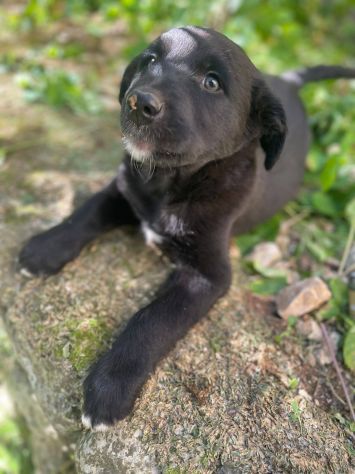Brunello cucciolo - Foto 3