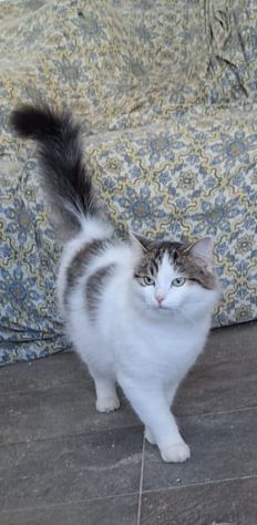 Dafne gattina dal manto bianco e grigio - Foto 5
