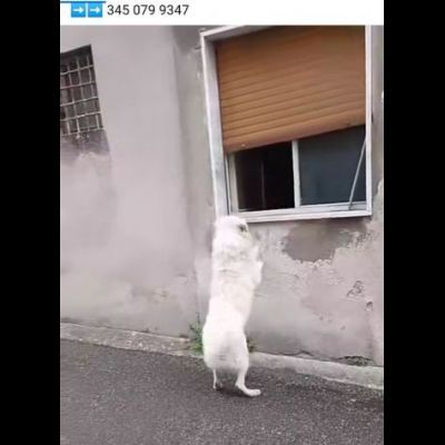 PASQUALE MERAVIGLIOSO; CANE IN ADOZIONE - Foto 3