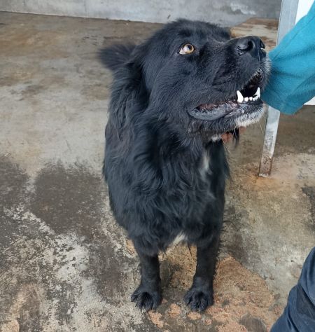 CANE IN ADOZIONE: NADAL - Foto 6