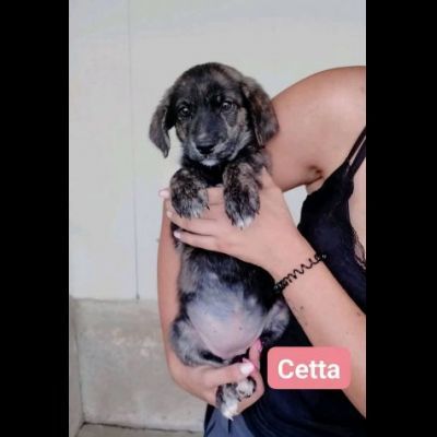 TANO, TURI, CETTA, MENA CUCCIOLI IN ADOZIONE - Foto 2