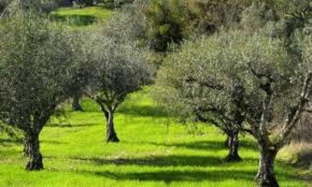 Terreno agricolo in vendita a San Giuliano Terme 7000 mq Rif: 148151