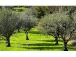 Terreno agricolo in vendita a San Giuliano Terme 7000 mq  Rif: 148151