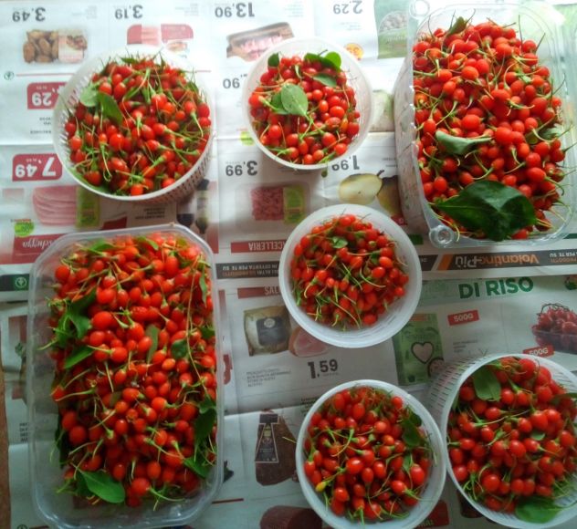 Bacche di Goji fresche biologiche – raccolta giornaliera - Foto 5