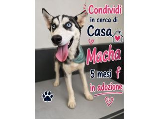 Simil husky in adozione