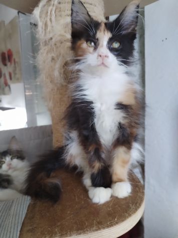 Gattini maine coon - Foto 2