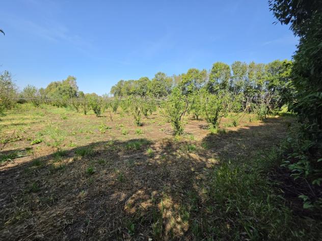 Frutteto in vendita a San Sperate - Foto 3