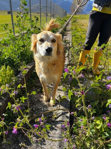 Salvo, cagnolino che implora carezze - Foto 3