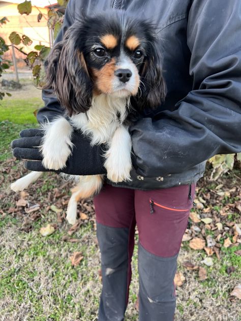 Cucciolo maschio di Cavalier King Charles Spaniel - Foto 3