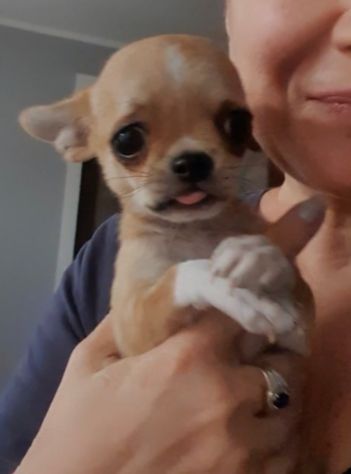 Chihuahua toy pedigree - Foto 3