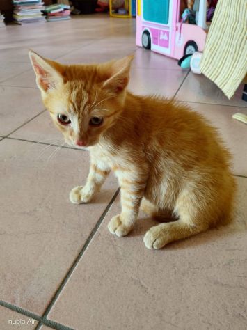 Micio gattino - Foto 2