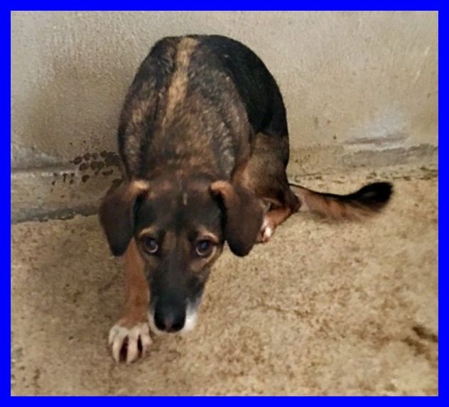CHOPPY, DOLCISSIMO CAGNOLINO IN CANILE,CERCA UNA FAMIGLIA