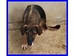 CHOPPY, DOLCISSIMO CAGNOLINO IN CANILE,CERCA UNA FAMIGLIA