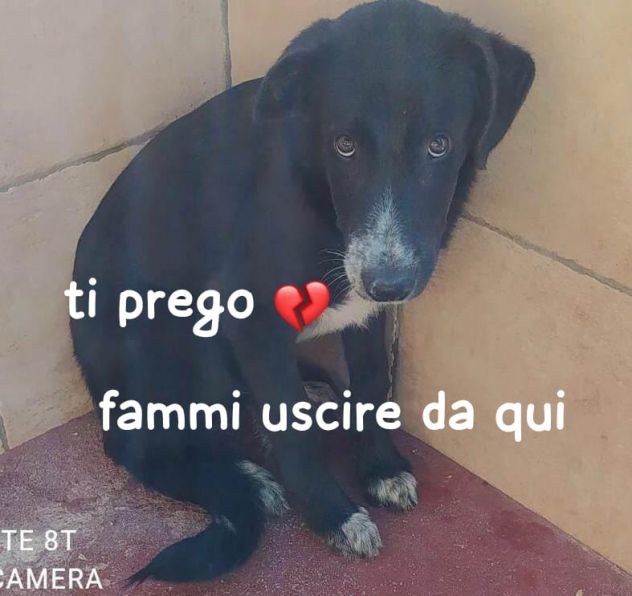 THOR 5 ANNI Taglia medio grande