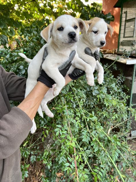 Cuccioli incrocio Jack Russell X Beagle - Foto 4