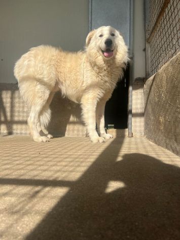 OWELL , CANE IN ADOZIONE - Foto 7