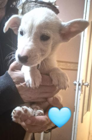CUCCIOLI IN CANILE - Foto 6