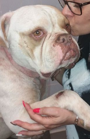 NACHO, bellissimo Bulldog Americano - Foto 8