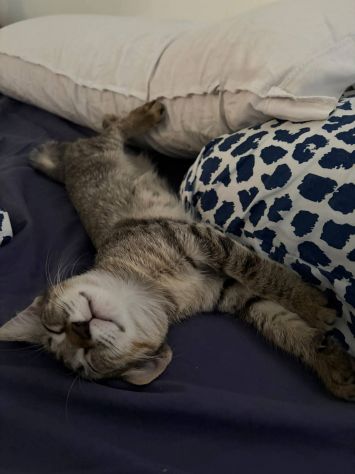 Lilì gattina - Foto 3