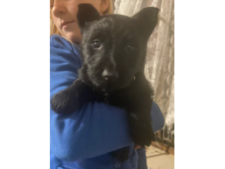 Cuccioli di Scottish Terrier