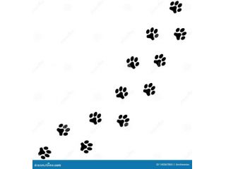 Dog sitter pensione