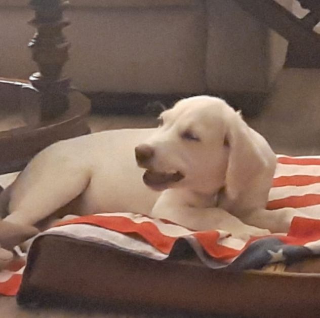 Femmina 4mesi mix Maremmana/spinoncina SOS CASA CAGLIARI - Foto 4