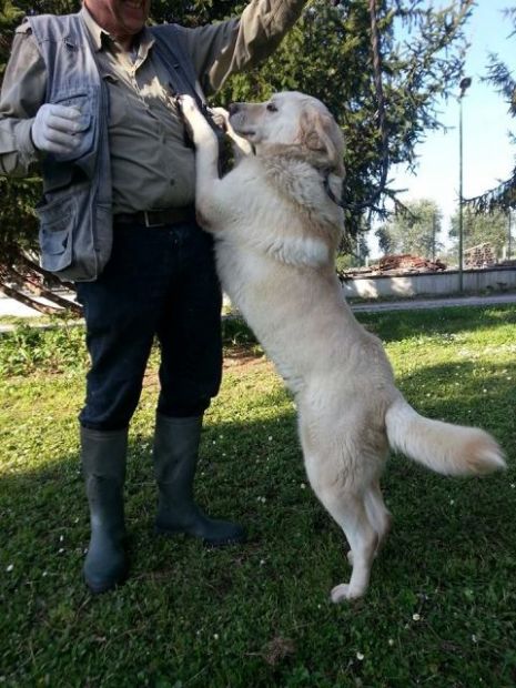 ANTONIA, bella mix labrador - Foto 2