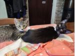 Bellissimi micetti in regalo