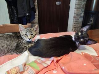 Bellissimi micetti in regalo