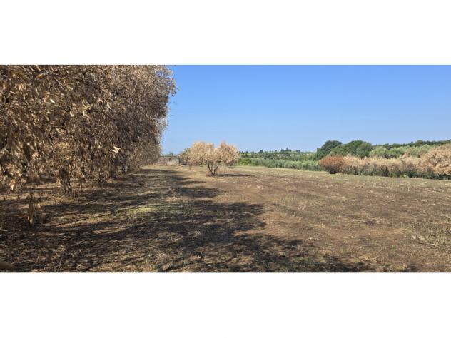 Agricolo in Via Cinelli - Foto 5