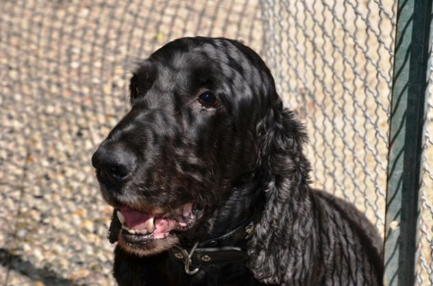 BLACK ARGO, bellissimo cocker - Foto 3