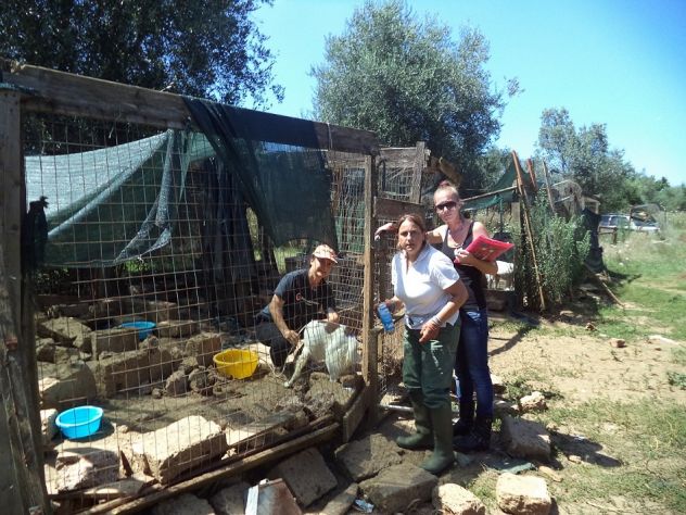 GEMMA, ZORRO, FIOCCO E NIBBIO adorabili in cerca di casa - Foto 6