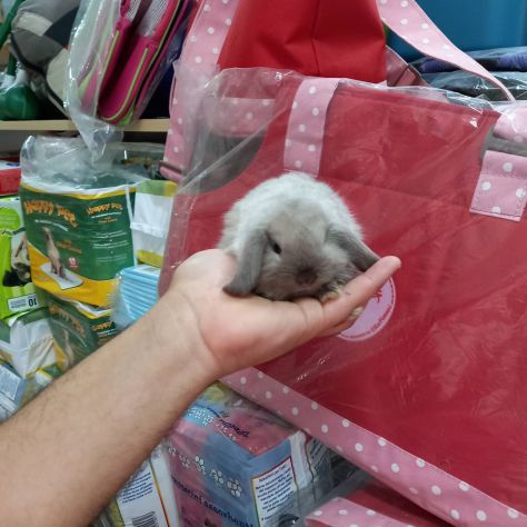 Cuccioli conigli nani ariete - Foto 3