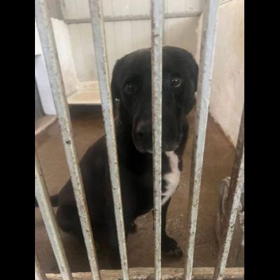 BORIS FANTASTICO ESEMPLARE DI CANE COZZA! DOLCISSIMO CAGNOLINO IN ADOZIONE - Foto 2
