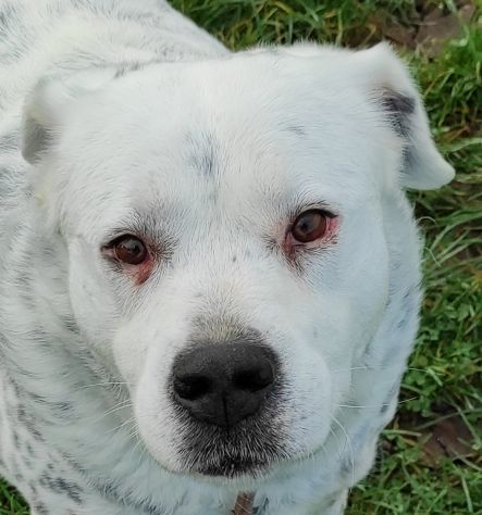 CANE IN ADOZIONE: AMELIE, una vita di briciole. - Foto 9