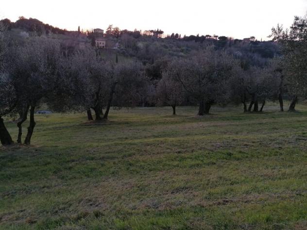 SIENA vendesi terreno AGRICOLO località COLONNA SAN DI 20000 MQ - Foto 2