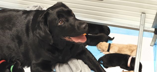 Cuccioli di Labrador retriever neri e gialli - Foto 2