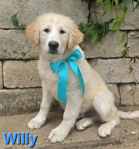 WILLY - Foto 3