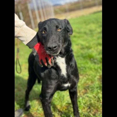 AARON dolce e vitale carbonello, CANE IN ADOZIONE - Foto 2