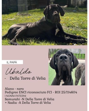 Disponibili Cuccioli selezionati Alano gigante - Foto 3