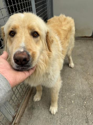 MINO 2 ANNI SIMIL GOLDEN RETRIEVER IN CANILE - Foto 2