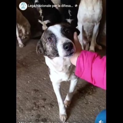 MOLLY, CERCA COCCOLE E ATTENZIONI, CAGNOLINA IN ADOZIONE, TAGLIA MEDIO PICCOLA