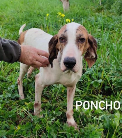 Poncho segugio