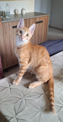 Zoe, una meravigliosa rossa - Foto 4