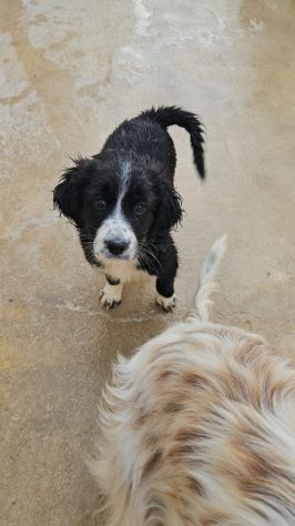 Martina: cucciola taglia contenuta - Foto 8