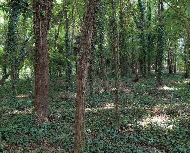 Fossò (VE) - Lotto edificabile di 450 mc con bosco urbano - Foto 3